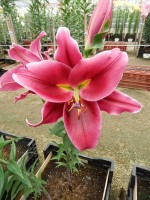 [4564 VH40 No02.JPG]